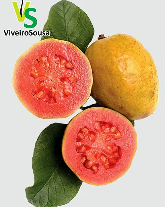 Goiabeira, fotografia do ViveiroSousa