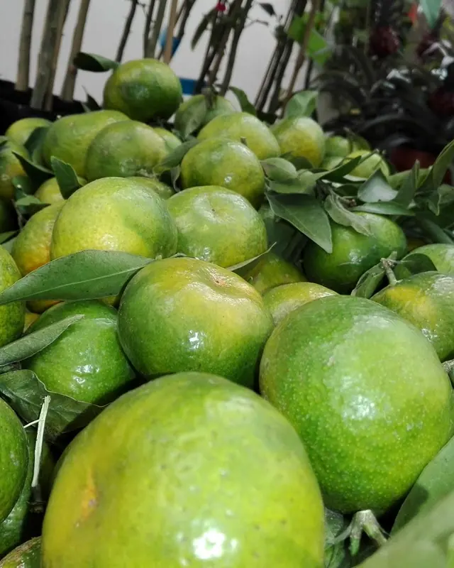 Citrinos com fruto, fotografia do ViveiroSousa