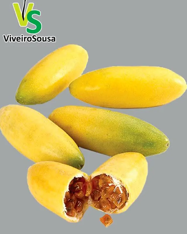 Maracujá banana, fotografia do ViveiroSousa