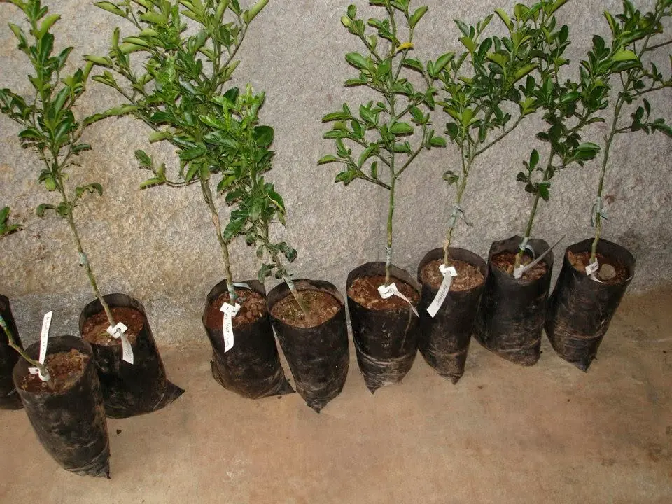 Plantas acabadas de enxertar, em sacos, alinhadas