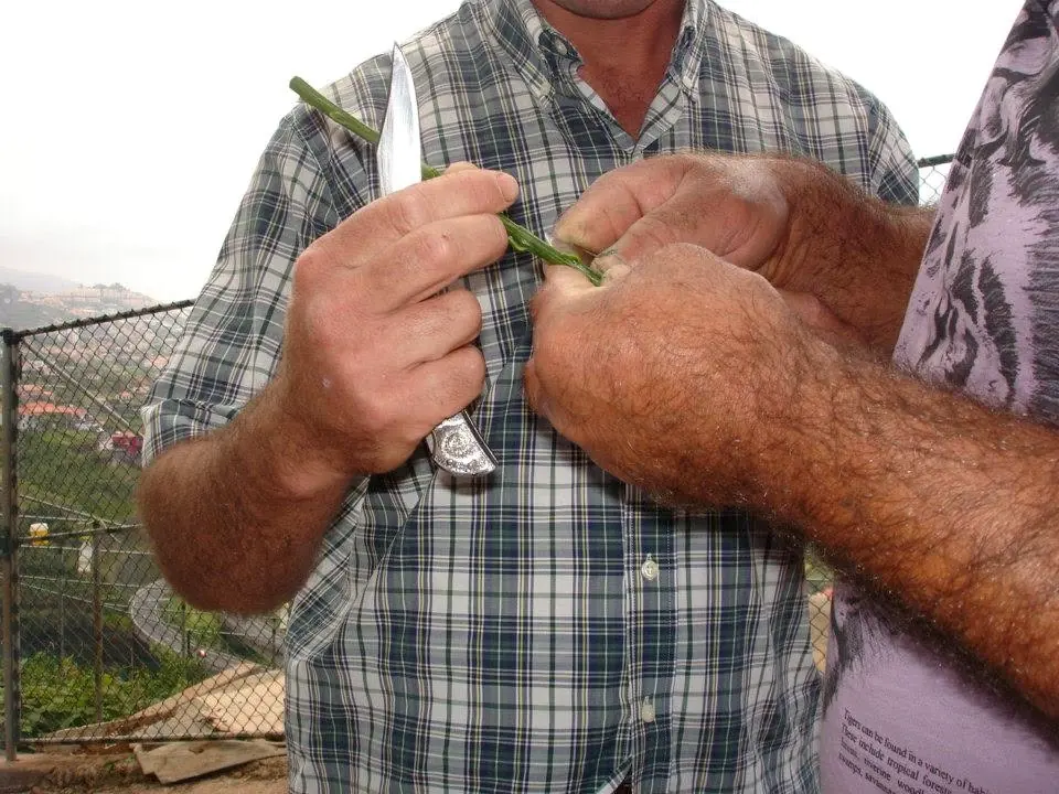 Mãos a preparar um enxerto durante um curso de enxertia