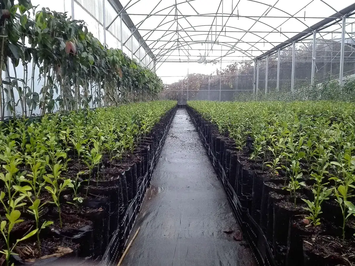 Corredor comprido de estufa com plantas em vaso dos dois lados