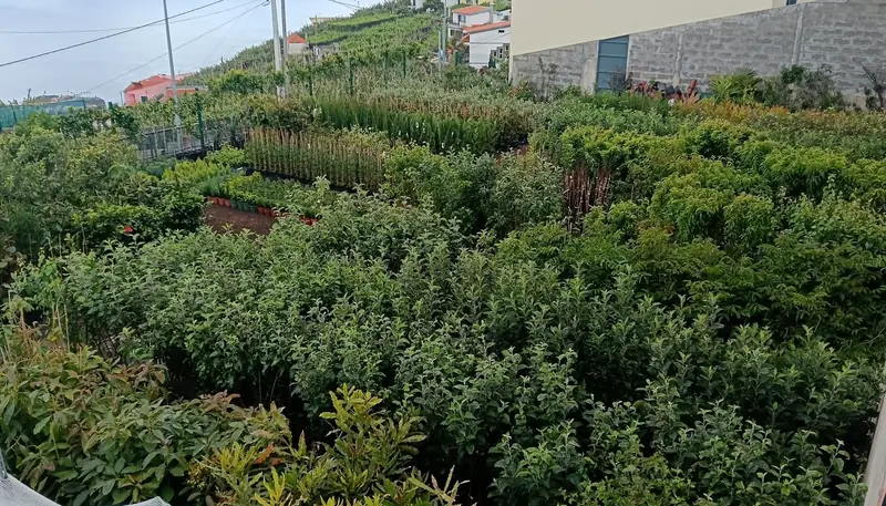 O viveiro em socalcos, com filas de árvores de fruto em vaso na encosta de Câmara de Lobos